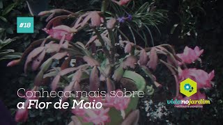 Conheça mais sobre a Flor de Maio #18