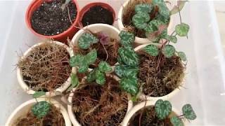Уход за рассадой альпийской фиалки