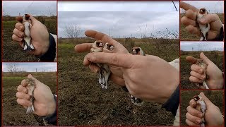 Ловля певчих птиц. Щеглы. Неожиданно много птицы.