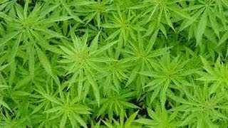Употребление марихуаны  при лечении рака  2 часть из 4 х