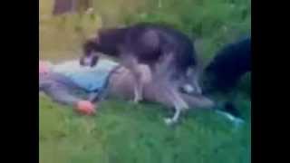 собака друг человека