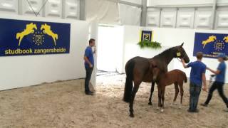 Cold Ice Z (ET), filly by Contendro I x Carthago Z x Ramiro Z at Zangersheide festival