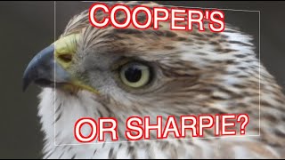 How to ID Cooper's and Sharp-shinned Hawks: NARRATED