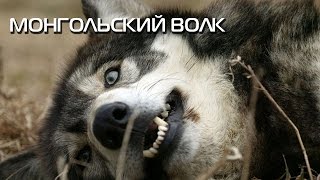 Монгольский волк. Описание вида, фото