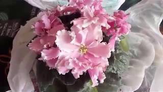 ПОЛЕЗНАЯ И ПОДРОБНАЯ ! ПЕРЕСАДКА САМОЙ -САМОЙ ДОРОГОЙ ФИАЛКИ ))