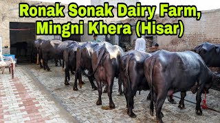 10 भेंस की ली हे 150 किलोग्राम दूध की गारंटी,यहाँ से ख़रीदिए कम रेट तथा ज़्यादा दूध देने वाली भेंस