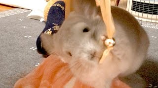 【縦動画】紐をちょいちょいするチンチラ　Sweet Chichillas