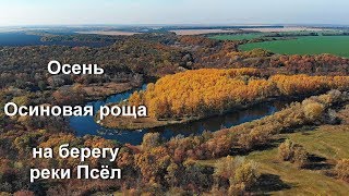 Осенняя осиновая роща  на берегу реки Псел