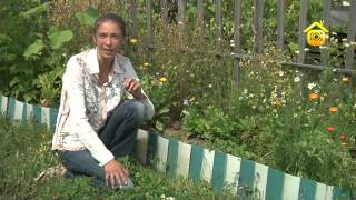 Рододендроны. Агротехника и уход (2012)