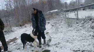САО. Алабаи/Волкодавы. ВПУСКАТЬ или НЕ ВПУСКАТЬ./САО проверяет разнорабочих./ ..Вальеры для Алабаев.