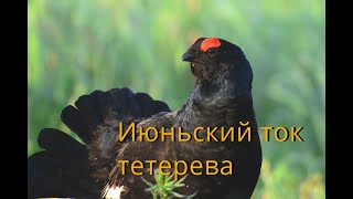 Июньский ток тетерева / Black Grouse / Lyrurus tetrix L.
