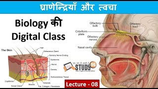 8.Skin|Granedriya|Twaza|Biology Classes| Science GK|Study91 |Nitin Sir