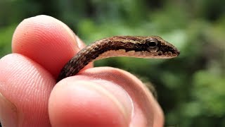 Thinnest Snake I have ever caught | Keel bellied whip snake
