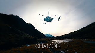 chamois alpine hunting short - southern alps New Zealand