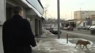 Отпугиватели собак. Как работает отпугиватель собак.