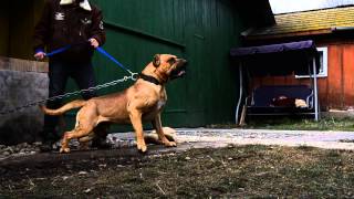 Presa canario aggressivity test