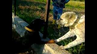 KANGAL VS ROTTWEİLER