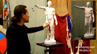 Рисунок Экорше Гудона. Обучение рисунку.Фигура. 16 серия.