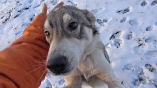 Cold and Hungry This Friendly Dog Was Waiting For Someone To Save Her