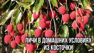 Личи. Как посадить личи в домашних условиях из косточки.