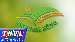 THVL | Bạn nhà nông: Dịch hại trên cây có múi trong mùa nắng nóng