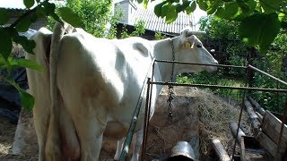 Как понять, что корова скоро отелится. Признаки скорого отела.