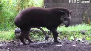 Tier Mating Kompilierungszeit