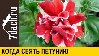 ☘️ Когда и как сеять петунию - НЕ ПРОПУСТИТЕ сроки - 7 дач