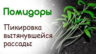 Как пикировать вытянувшуюся рассаду помидор
