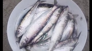 Балтийское море. Ловля салаки. Северный мол. Февраль.