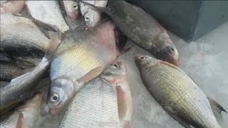 Ловля леща зимой ,декабрь 2016. Зимний рыболовный пластилин.