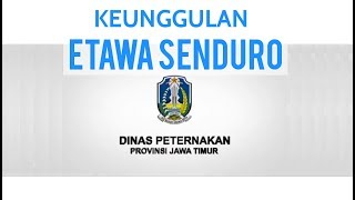 Keunggulan Kambing Etawa Senduro Oleh Disnak Jawa Timur