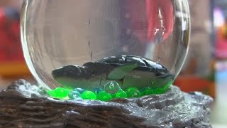 Мини аквариум Abtoys с черепахой