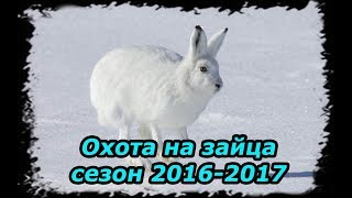 Охота на зайца. Сезон 2016-2017. Разведка, проба карабина СКС.