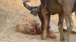 Wildlife of lions - Animal world full movie hd - Lion vs Buffalo