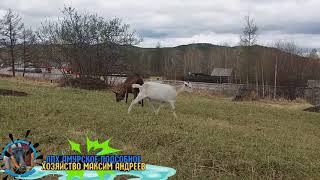 Сухая кастрация