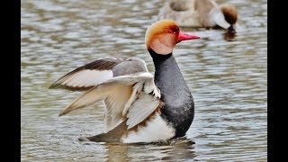 Red-crested pochard - Netta rufina - Φερεντίνι, Ροπαλόπαπια - Cyprus
