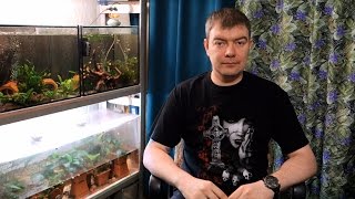 Как перевозить аквариумных рыбок и растения зимой?