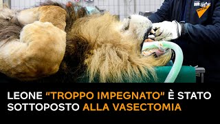 Leone “troppo impegnato” è stato sottoposto alla vasectomia