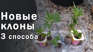 День 54. Тряпичные горшки, подрезка больших листьев и 3 способа клонирования конопли