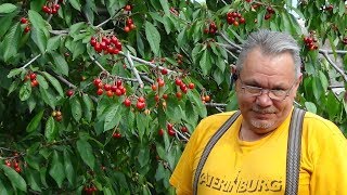 Хелат -ЭмЭко, феноменальная черешня!