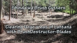 Clearing Large Areas of Lantana with Shindaiwa Brushcutters & BrushDestructor Blades