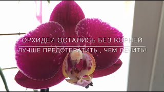 ? Орхидеи Остались Без Корней . Лучше предотвратить , чем лечить !