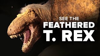 T. rex as you've never seen it before