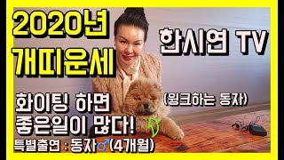 [한시연TV]2020년 개띠운세 화이팅하면 좋은일이 생겨요~27세,39세,51세,63세,75세