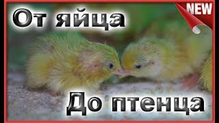 17 День инкубации перепелиных яиц Из инкубатора в брудер Режим инкубации