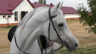 Где живет конь Путина чистокровный арабский жеребец Сирдар /ТерКонЗавод /Лошади Путина #ArabianHorse