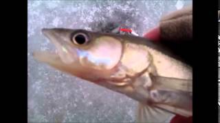 Финский залив. Ловля судака. Рыбалка 10.03.2015