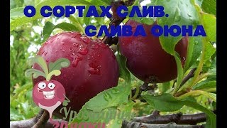 О сортах слив. Слива Оюна