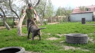 Dogo Canario Канарский Дог